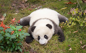 This Panda Cub’s Adorable Little Run Deserves To Be Watched On Repeat, As Shared By This Page