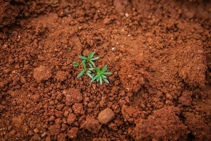 Small green plant sprouting from rich brown soil in a home garden setting