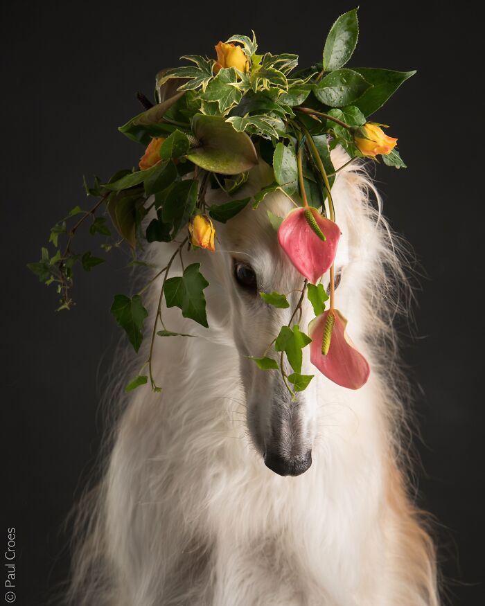 Graceful white dog wearing a floral crown made of leaves and flowers in a studio photo.