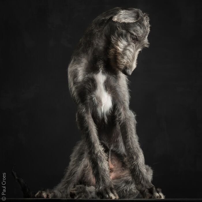 A wirehaired grey dog sitting thoughtfully during a dog photography portrait shoot.