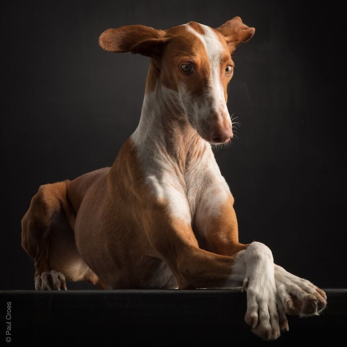 A brown and white podenco hound resting elegantly on a table in a dog portrait studio.
