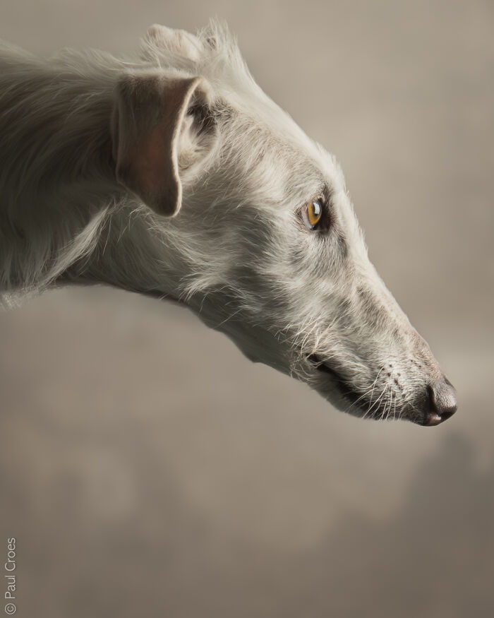 Side profile of a sleek white sighthound pup captured in a studio portrait setup.