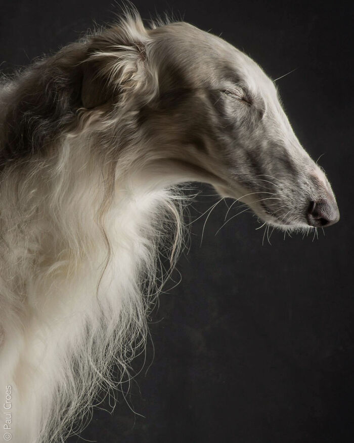Side profile photo of a long-haired sighthound, showcasing unique dog personality in a studio setting.