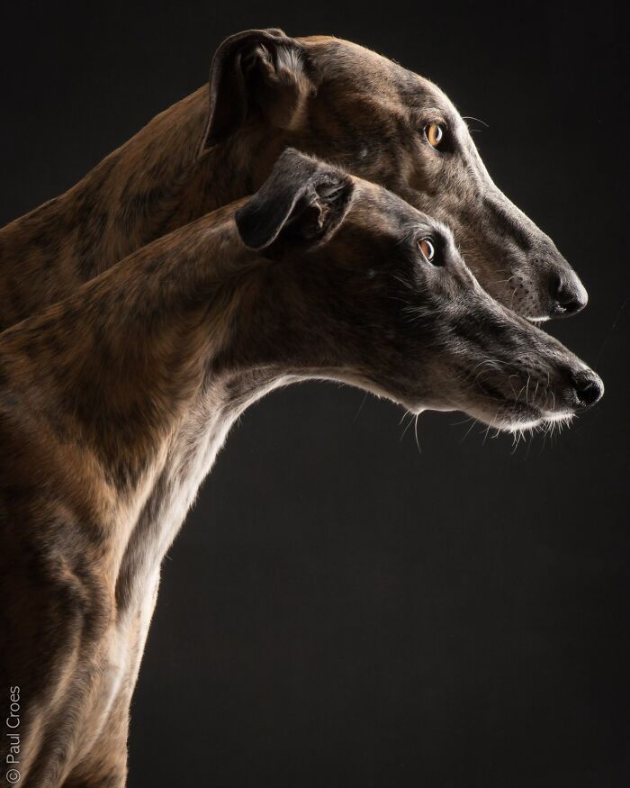 Side profile portrait of two brindle sighthound dogs in a photo studio setup.