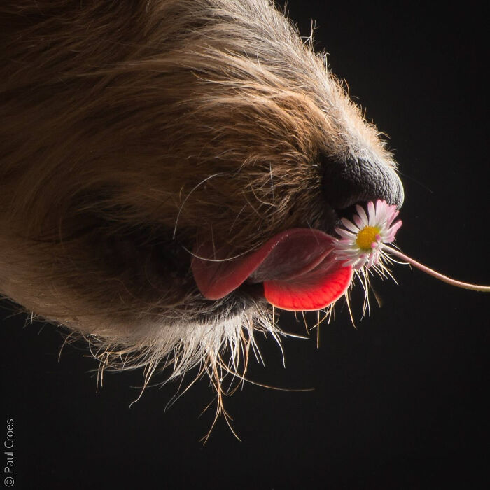 Close-up studio portrait of a dog licking a tiny daisy flower with its tongue.