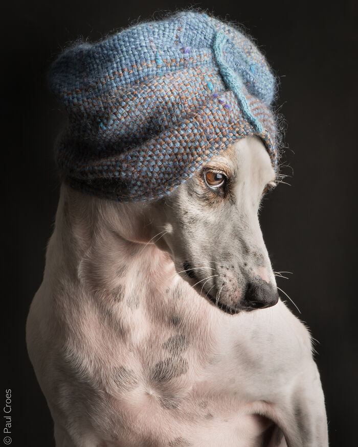 A white and grey spotted dog wearing a blue knit hat in a studio photo shoot.