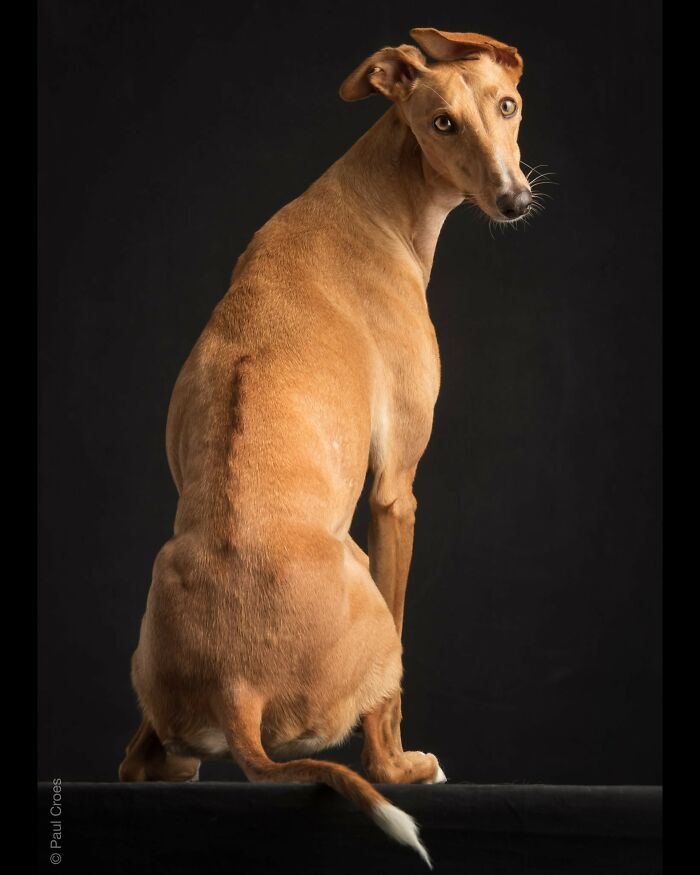 A studio portrait of a sleek tan dog sitting and looking back over its shoulder.