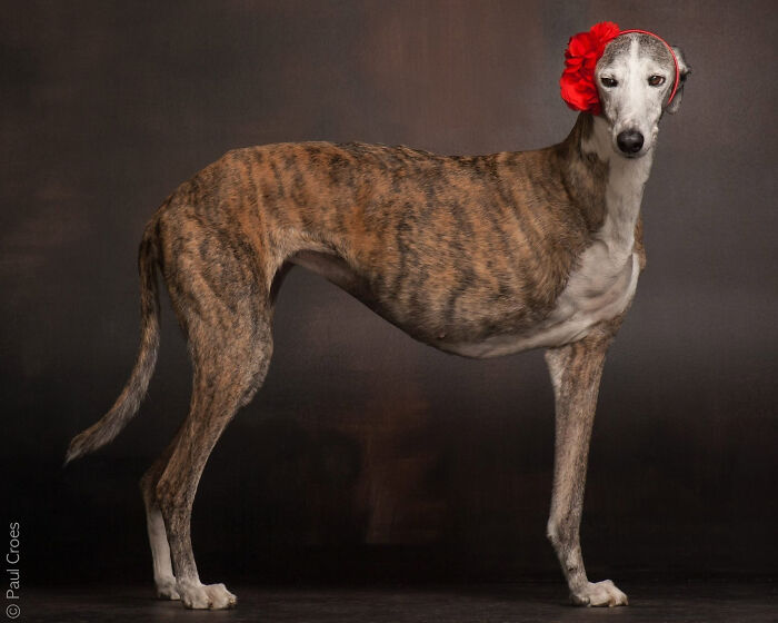 A brindle dog wearing a red floral headband posing gracefully in a studio photo.
