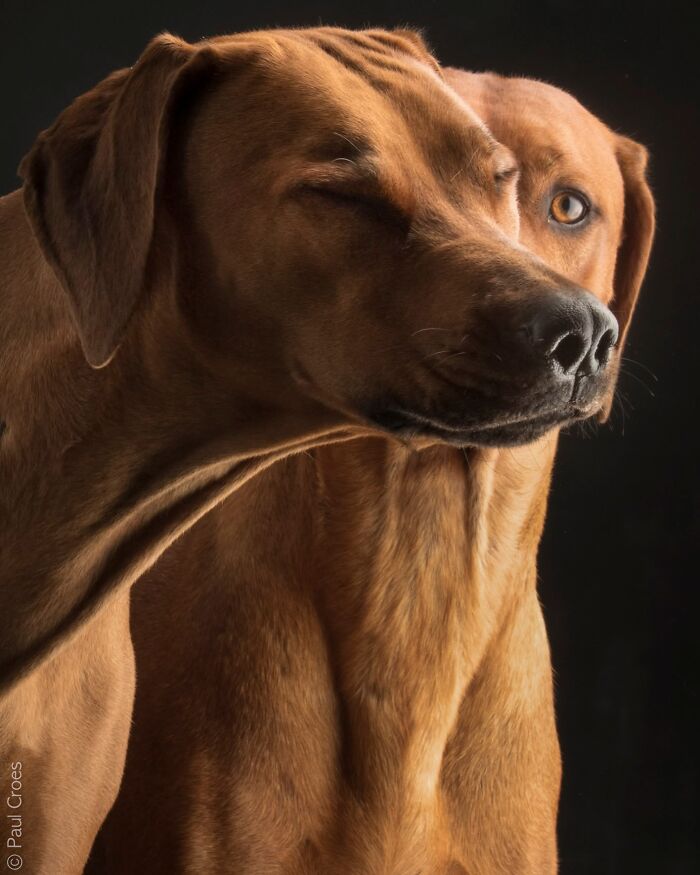 Two brown dogs posing closely together for a studio portrait