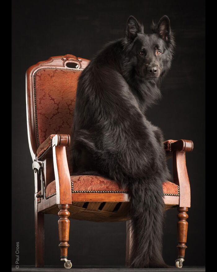 A majestic black dog sitting like a boss on a vintage armchair in a photography studio.