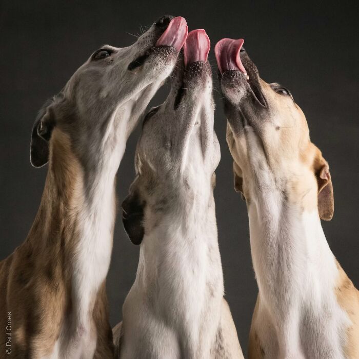 Three greyhounds licking their noses during a studio session where the dog is the boss.