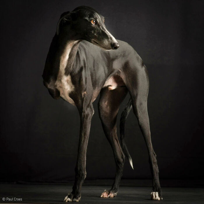 A black galgo greyhound posing for a portrait in a studio where every pup is welcome.