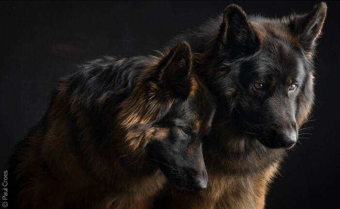 Two long-haired German Shepherds posing together in a studio setting