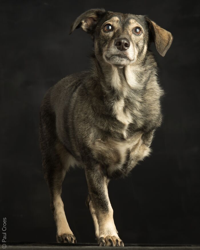 Three-legged dog standing in a photography studio with a dark background