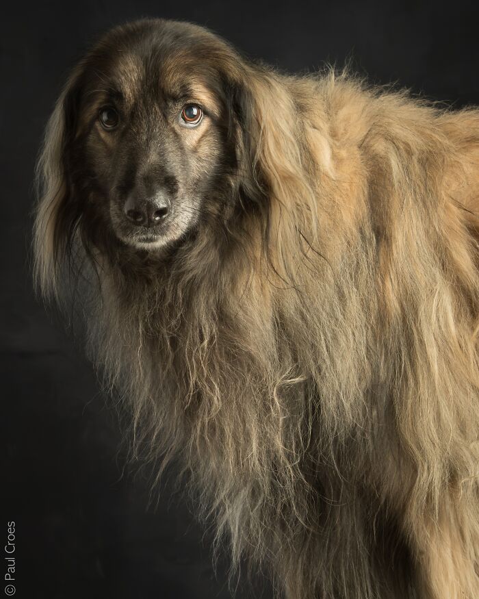 Long-haired dog posing for a studio portrait where every pup is welcome