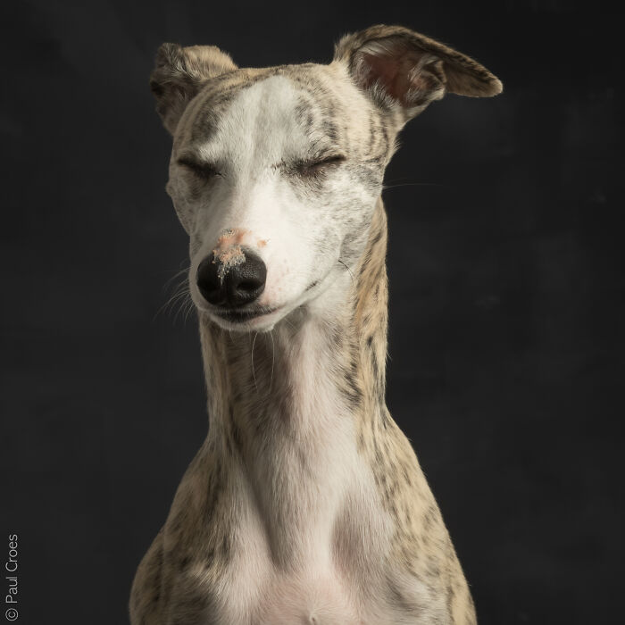 Studio portrait of a whippet-like dog with closed eyes where the dog is the boss