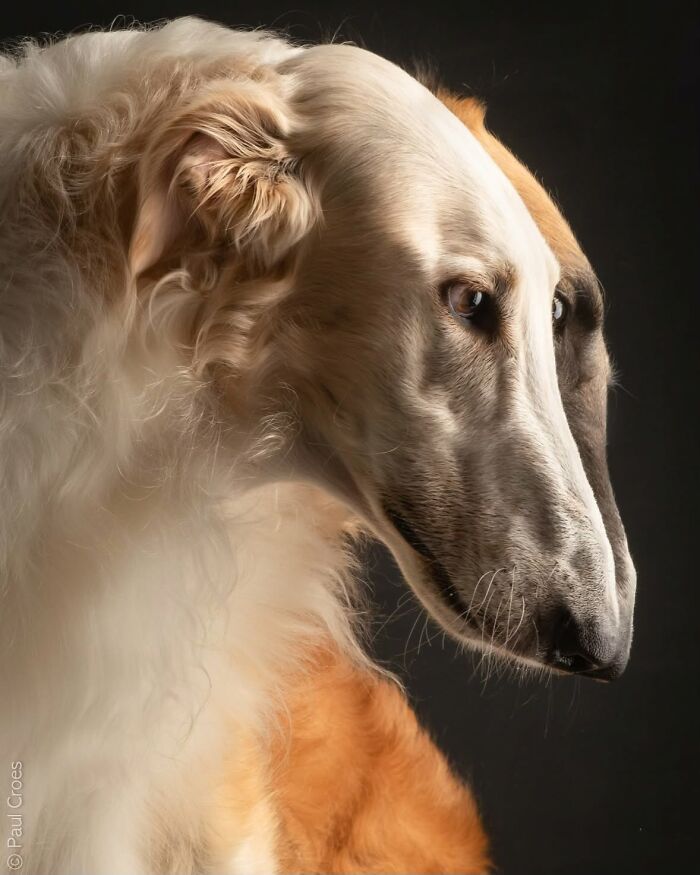 Side profile portrait of a long-snouted white and tan borzoi dog in a photo studio