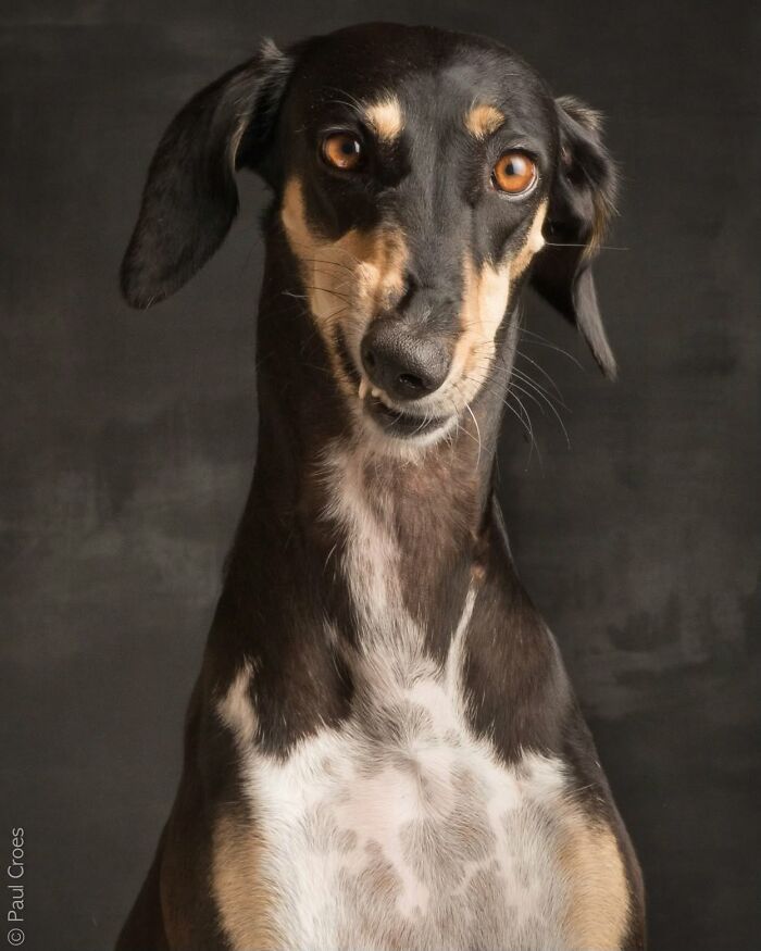 Front portrait of a slender black and tan dog in a studio setting where the dog is the boss