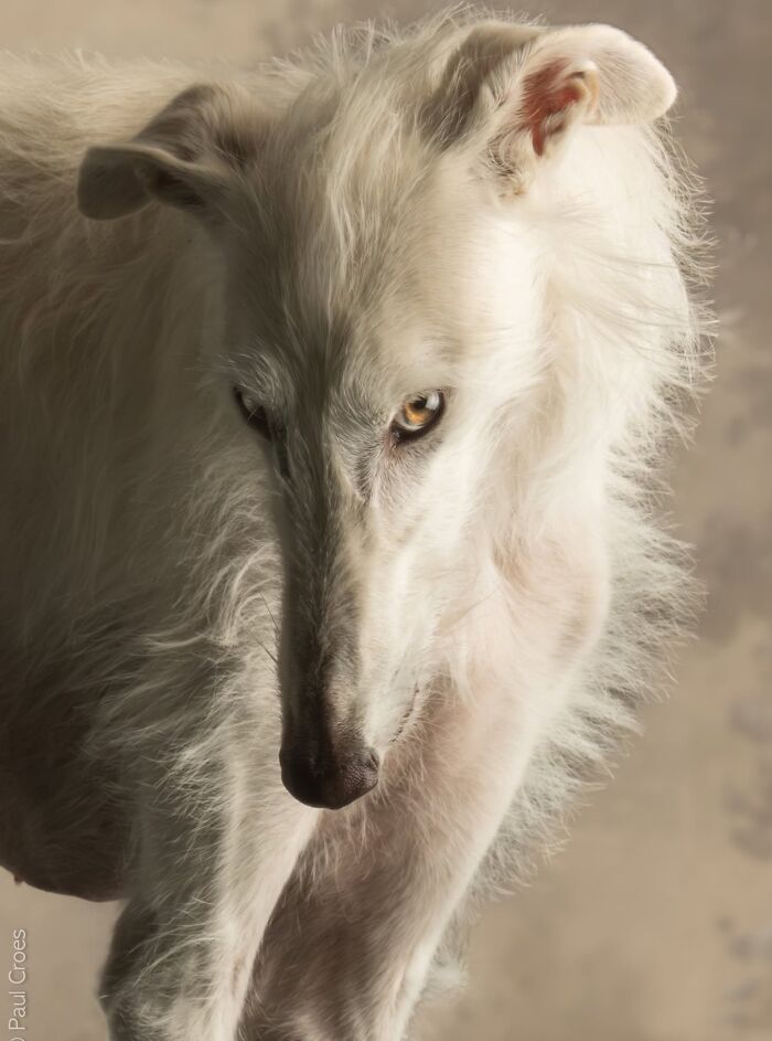 Close-up portrait of a fluffy white borzoi dog in a studio setting where the dog is the boss