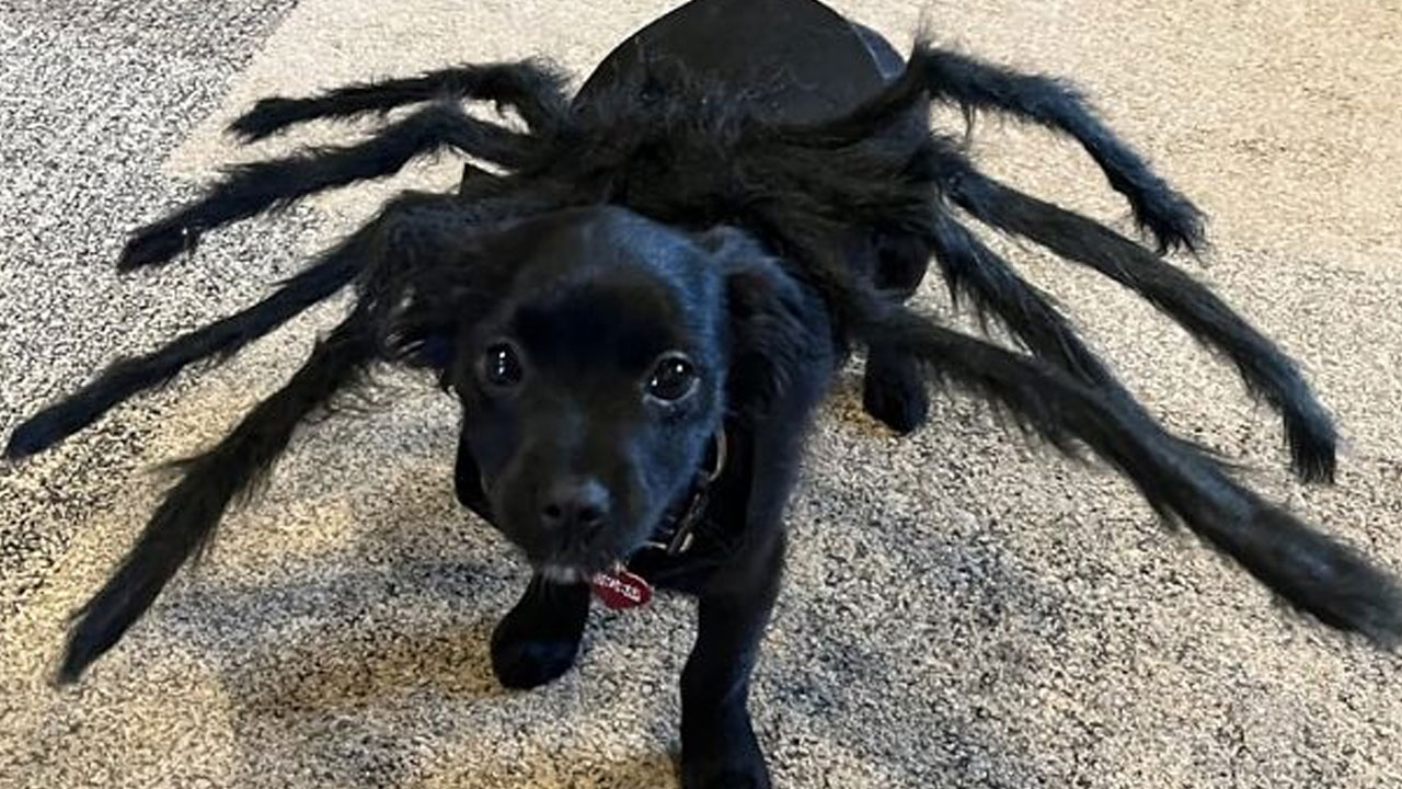 30 Hilarious Pet Halloween Costumes That Prove Your Fur Baby Was Born Ready For The Spotlight