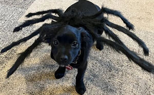 38 Pet Halloween Fits So Funny It Almost Makes Up For How Much Your Dog Is Going To Judge You For This