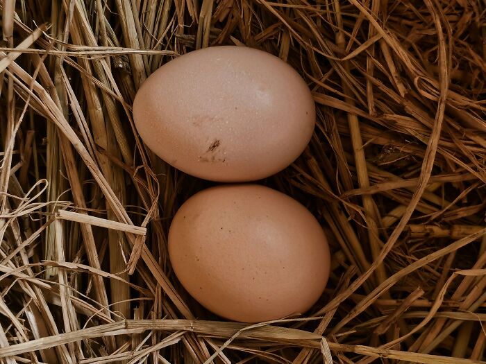 Two brown eggs resting in a straw nest, symbolizing the simple things women figure out on their own.