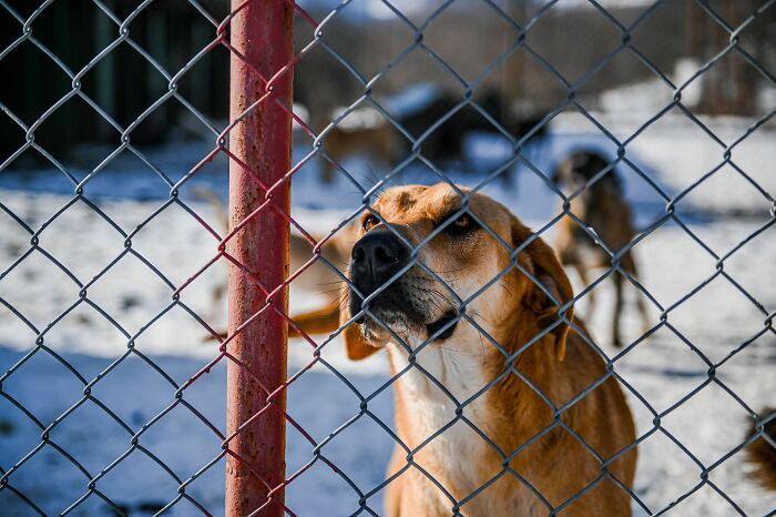 This 'Hunger Games' Star Rescued An Injured Pup At 19, And Now He Shows How Shelter Dogs Heal This 'Hunger Games' Star Rescued An Injured Pup At 19, And Now He Shows How Shelter Dogs Heal