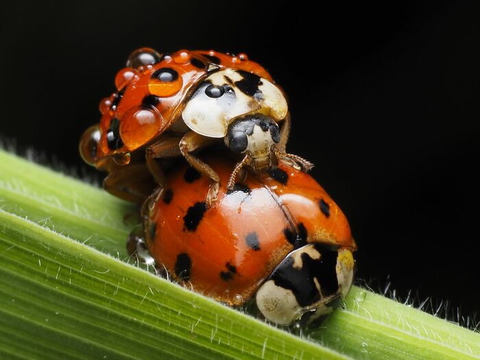 Close up of ladybugs on green blade with water droplets