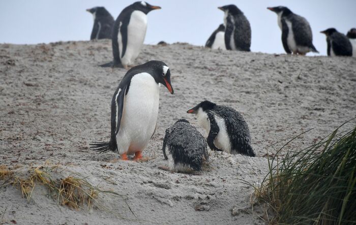 Researchers From Chile And UC Berkeley Reveal The First New Penguin Species In A Century Researchers From Chile And UC Berkeley Reveal The First New Penguin Species In A Century