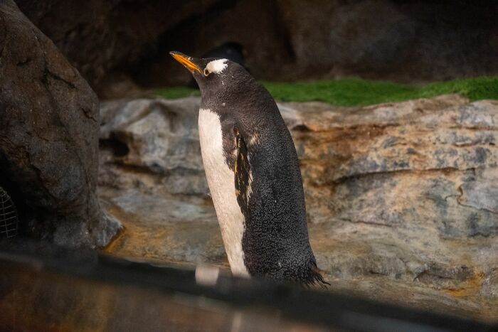 Researchers From Chile And UC Berkeley Reveal The First New Penguin Species In A Century Researchers From Chile And UC Berkeley Reveal The First New Penguin Species In A Century