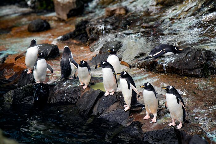 Researchers From Chile And UC Berkeley Reveal The First New Penguin Species In A Century Researchers From Chile And UC Berkeley Reveal The First New Penguin Species In A Century