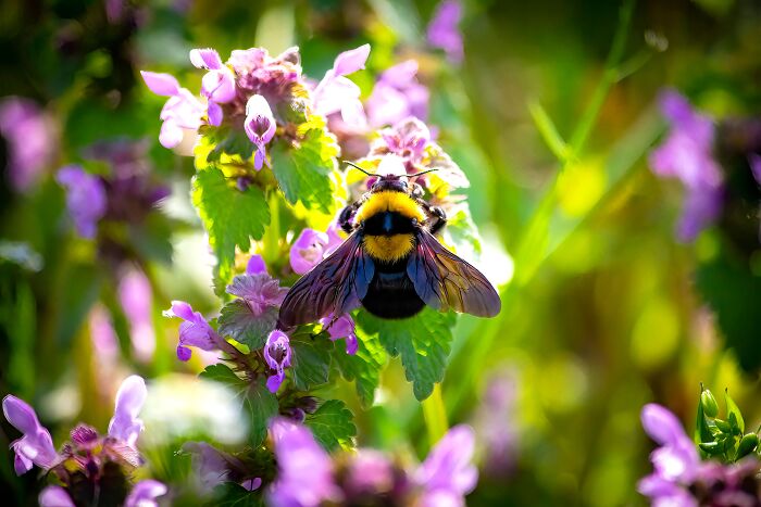 Bumblebees Just Solved A Puzzle That Scientists Once Used To Test Chimpanzees