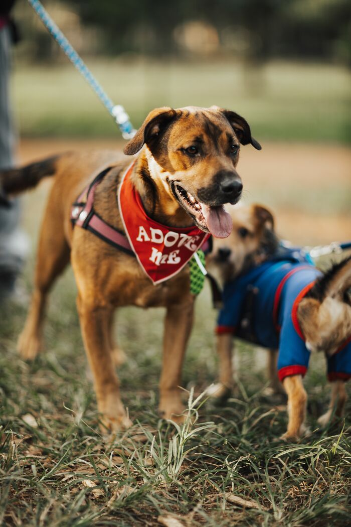 This 'Hunger Games' Star Rescued An Injured Pup At 19, And Now He Shows How Shelter Dogs Heal This 'Hunger Games' Star Rescued An Injured Pup At 19, And Now He Shows How Shelter Dogs Heal