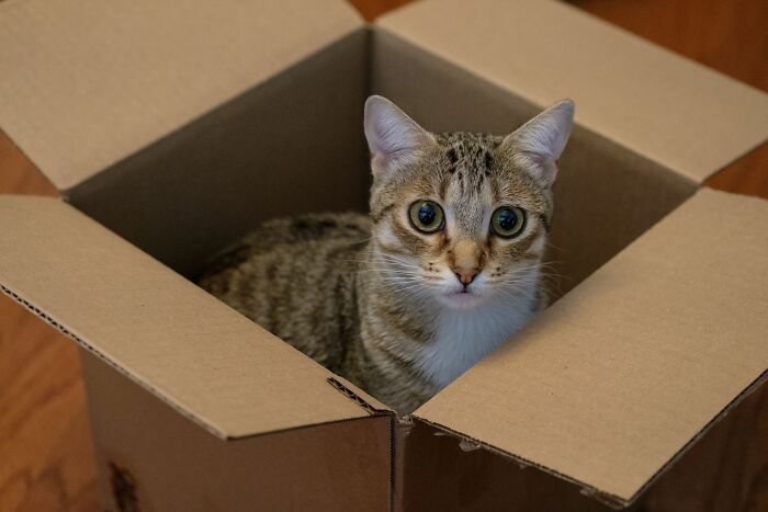 Cat sitting inside cardboard box at home