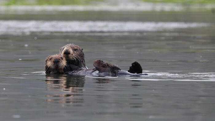 Two sea otters floating close together practicing their sea otter resting habit Two sea otters floating close together practicing their sea otter resting habit