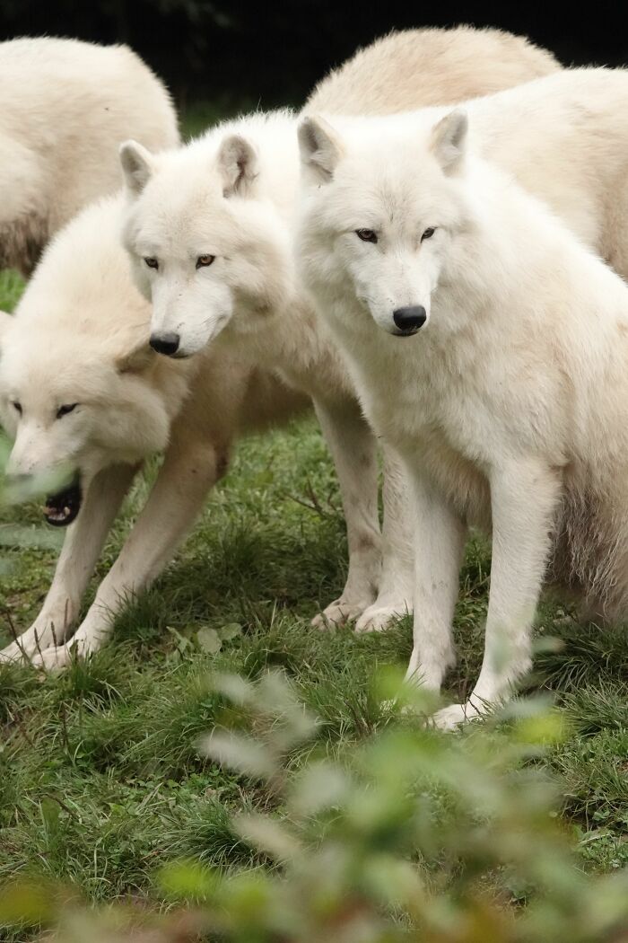 First Dire Wolves In Thousands Of Years Grow Into Healthy Adults On A 2,000-Acre Preserve First Dire Wolves In Thousands Of Years Grow Into Healthy Adults On A 2,000-Acre Preserve