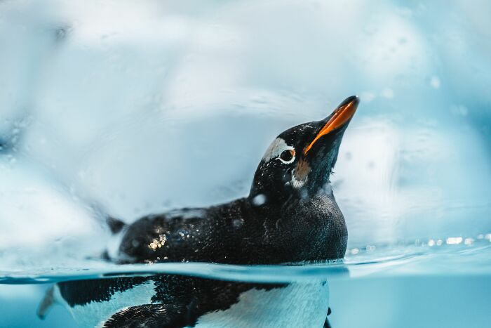 Researchers From Chile And UC Berkeley Reveal The First New Penguin Species In A Century Researchers From Chile And UC Berkeley Reveal The First New Penguin Species In A Century