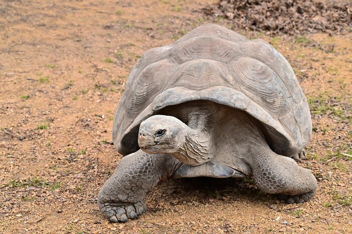 Giant Tortoises On This Remote Atoll Now Outnumber The Human Population Of Seychelles Giant Tortoises On This Remote Atoll Now Outnumber The Human Population Of Seychelles