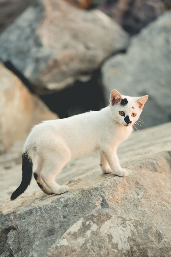 Ancient Chinese Cat Names Reveal How Poets, Emperors And Families Saw Their Cats Ancient Chinese Cat Names Reveal How Poets, Emperors And Families Saw Their Cats