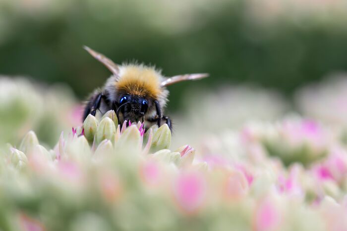 Bumblebees Just Solved A Puzzle That Scientists Once Used To Test Chimpanzees