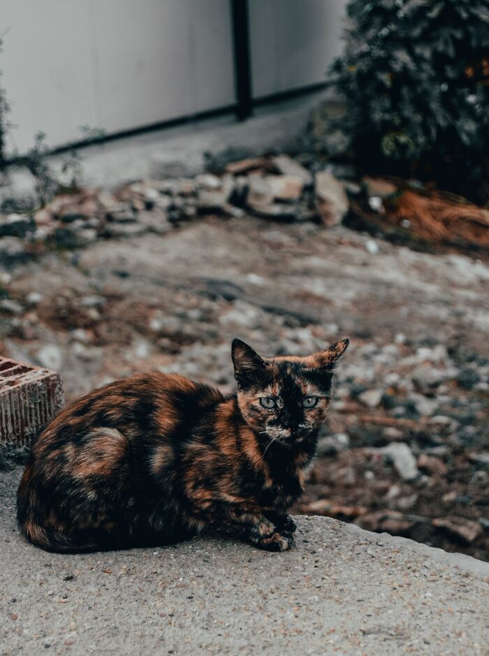 Ancient Chinese Cat Names Reveal How Poets, Emperors And Families Saw Their Cats Ancient Chinese Cat Names Reveal How Poets, Emperors And Families Saw Their Cats