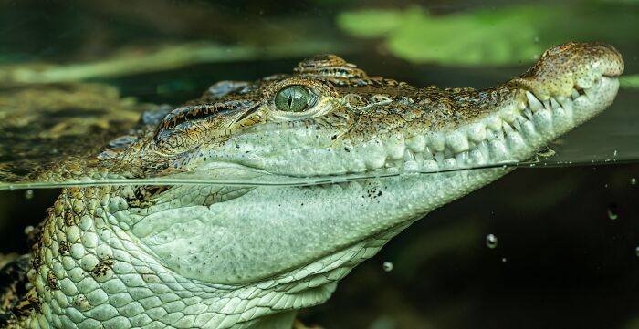 Villagers Tell A Legend Of Crocodiles That Came With The Rain And Saved Their Ancestors Villagers Tell A Legend Of Crocodiles That Came With The Rain And Saved Their Ancestors