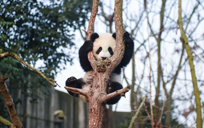 A fluffy panda cub resting in the fork of a tree trunk outdoors. A fluffy panda cub resting in the fork of a tree trunk outdoors.
