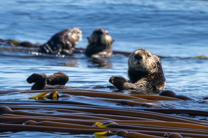 A sea otter resting in kelp looking at the camera with others in the background A sea otter resting in kelp looking at the camera with others in the background