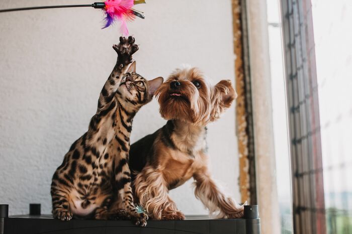 A small dog and cat looking up representing pets left behind when men walk away from marriage