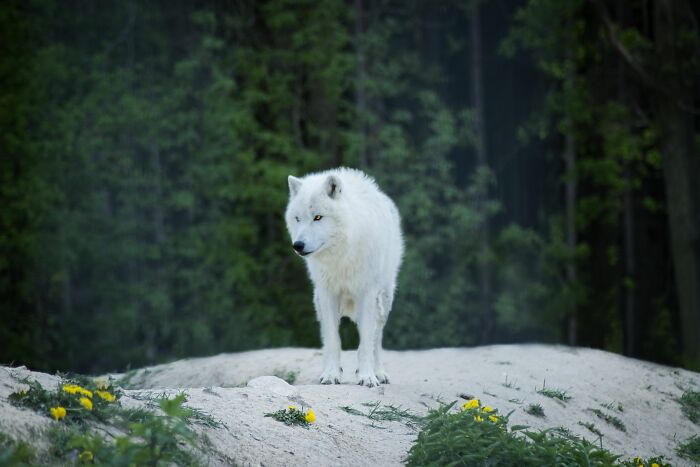 First Dire Wolves In Thousands Of Years Grow Into Healthy Adults On A 2,000-Acre Preserve First Dire Wolves In Thousands Of Years Grow Into Healthy Adults On A 2,000-Acre Preserve