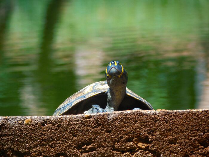 Siekopai Women In The Amazon Use Tradition And Technology To Help Save Vulnerable Turtles Siekopai Women In The Amazon Use Tradition And Technology To Help Save Vulnerable Turtles