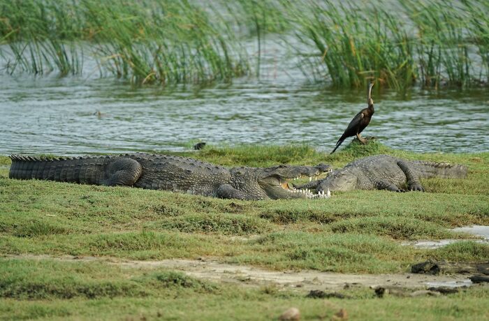 Villagers Tell A Legend Of Crocodiles That Came With The Rain And Saved Their Ancestors Villagers Tell A Legend Of Crocodiles That Came With The Rain And Saved Their Ancestors