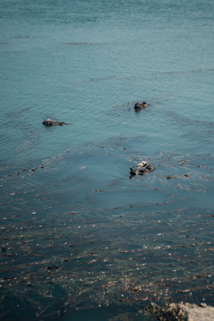 A group of sea otters displaying their sea otter resting habit floating in open water A group of sea otters displaying their sea otter resting habit floating in open water