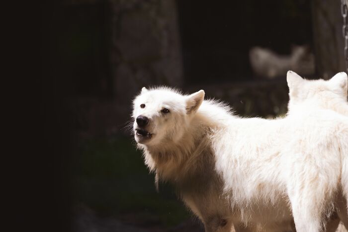 First Dire Wolves In Thousands Of Years Grow Into Healthy Adults On A 2,000-Acre Preserve First Dire Wolves In Thousands Of Years Grow Into Healthy Adults On A 2,000-Acre Preserve